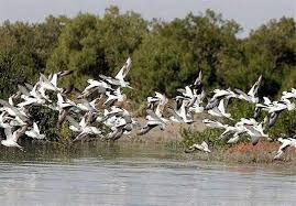 نتيجه تصويري براي جنگل حراي گورزين