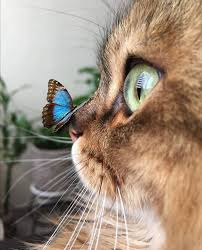 2 205 Begenme 23 Yorum Instagram Da Cats My All Catsmyall Co From Unknown Credit Dm In 2020 Funny Animal Pictures Animals Cute Animals