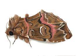 Image result for Mohria marginalis