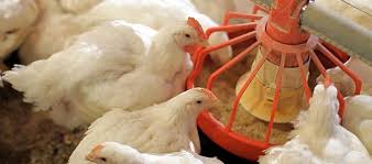 Pilihan jenis ayamnya juga beragam. Update Harga Pakan Konsentrat 511 Untuk Ayam Ternak Daftar Harga Tarif