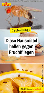 Fruchtfliegen Hausmittel Selbst De In 2020 Fruchtfliegen Hausmittel Gegen Fruchtfliegen Hausmittel