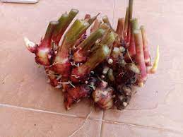 Halia merupakan bahan yang seringkali digunakan dalam masakan. Pokok Halia Bara