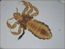 Pin On Animal Parasites