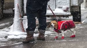 (5 days ago) we are mobile veterinarians dedicated to end of life care for your pet. How Cold Is Too Cold For Pets Npr