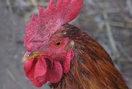 Veterináři zjistili člověku nebezpečnou variantu ptačí chřipky h5n1 na dalších dvou farmách na orlickoústecku. Who Potvrzuje Prvni Prenos Ptaci Chripky Z Cloveka Na Cloveka Ulekare Cz