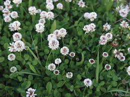 Weeds with white flowers in spring. 5 Weeds That Look Like Flowers
