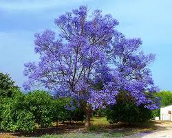 This deciduous tree produces a profusion of showy light pink flowers in spring. Jacaranda Trees Delicate Fern Like Leaves Purple Flowers