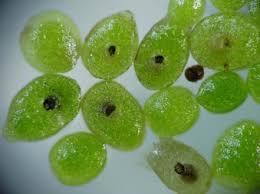 Image result for Wolffia arrhiza