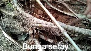 Namun, kandungan vitamin dalam serai relatif kecil sehingga tidak meski demikian, serai mengandung berbagai mineral dan nutrisi yang bermanfaat bagi tubuh. Menggali Mitos Tentang Mustika Seray Yang Sempat Beredar Di Situs Internet By Syahri Putra Bancin