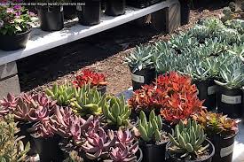 Nursery plant in southern california. Where Do You Shop For Succulents Debra Lee Baldwin
