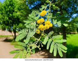 Image result for Acacia nebrownii