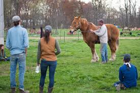 Compare dutch dragen and german tragen meaning to carry and danish drage meaning to draw or to fare), less often called a carthorse, work horse or heavy horse, is a large horse bred to be a working animal doing hard tasks such as plowing and other farm labor. Draft Horse Basics With Donn Hewes Tillers International
