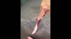 Then, carefully drench the stain with vegetable. How To Get Wax Out Of Fabric Clothes Carpet Couch