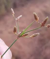 Image result for Fimbristylis dichotoma