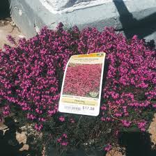 We did not find results for: Erica X Darleyensis Kramer S Rote Syn Erica X Darleyensis Kramer S Red Darley Dale Heath Kramer S Rote In Gardentags Plant Encyclopedia