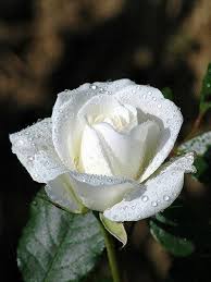 History And Meaning Of White Roses Proflowers Blog Beautiful Roses Flowers White Roses