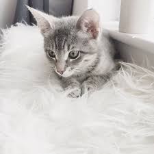 Black Baby Kittens With Green Eyes Mun Kitten Kittens Green Eyes Domestic Short Hair Cat Light Grey Blue Silver Tabby Baby Cute Fluffy Kittens Cutest Grey Kitten Cute Baby Cats