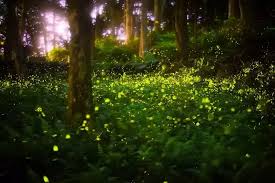 Random Fact of the Day: The Great Smoky Mountains are home to one of the  only synchronous firefly species in North America. For a few weeks in May  or June, the male