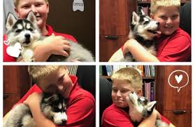 Check spelling or type a new query. Dogwood Veterinary Hospital 1208 W Cape Rock Dr Cape Girardeau Mo 63701 Yp Com