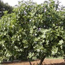 Symptoms start showing up after the incubation period of about 3 to 7 days. Pdf Phytophotodermatitis Caused By Contact With A Fig Tree Ficus Carica