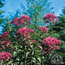 Image result for Physotrichia atropurpurea