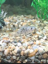 Is It Normal For Platy To Lay At The Bottom At Night : R/Aquariums