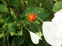 Image result for Mussaenda rivularis