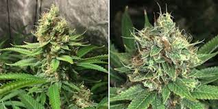 Das saatgut ist eu zertifiziert demnach unter 0,2% thc gehalt. Wie Und Wann Cannabis Pflanzen Ernten Irierebel