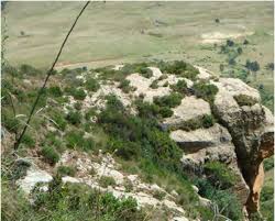 Image result for Passerina montana