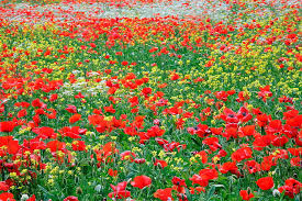 Trova le migliori immagini gratuite di fiori 4k. Papavero 4k Incredibile Wallpaper Hd Sfondo Hd Wallpaperbetter