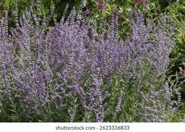 Image result for Perovskia atriplicifolia lacey blue photo