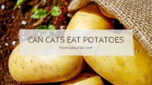 Thinking about giving your kitty some of the extras off your plate? 8 Benefit Of Can Cats Eat Potatoes What About French Fries And Mashed Potatoes