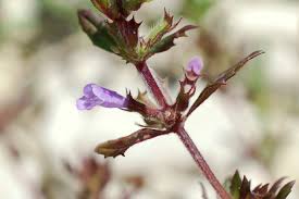 Image result for Argyrolobium rupestre