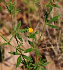 Image result for Stylosanthes