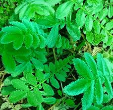 Image result for Pentanema indicum