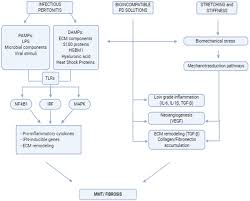 Pan's labyrinth (2006) cast and crew credits, including actors, actresses, directors, writers and more. Frontiers Mechanisms Of Peritoneal Fibrosis Focus On Immune Cells Peritoneal Stroma Interactions Immunology