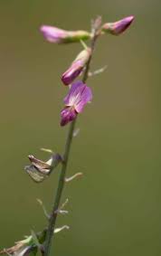 Image result for Astragalus atropilosulus