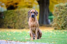 Maybe you would like to learn more about one of these? Haigerloch Rhodesian Ridgeback Doch Nicht Gefahrlich Haigerloch Schwarzwalder Bote