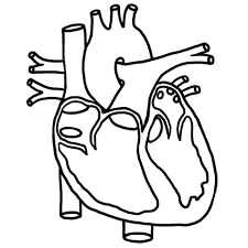 Blank Heart Diagram Blank Diagram Of Heart Parts Clipart Best Png 973 973 Human Heart Diagram Heart Diagram Heart Coloring Pages