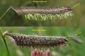 Image result for Cayratia gracilis