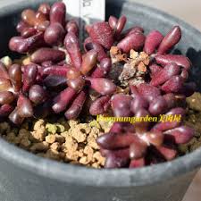 Image result for Anacampseros subnuda