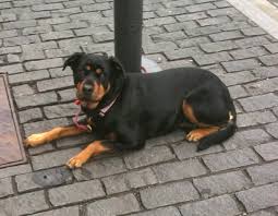 We did not find results for: Dog Of The Day Rottweiler The Dogs Of San Francisco