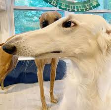 Indeed, only a few centuries ago, a. Eris The Borzoi Dog Is Believed To Have The World S Longest 12 2 Inch Snout Laptrinhx News