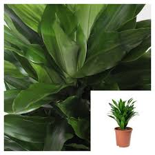 Image result for Dracaena fragrans