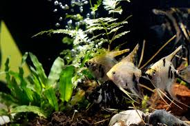 Disini kami menyediakan berbagai macam jenis. Ikan Hias Untuk Aquascape