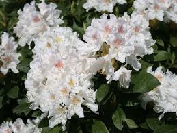 Rhododendron Cunninghams White Pink Buds And White Blooms Etsy In 2020 Rhododendron Season Plants Evergreen Flowering Shrubs
