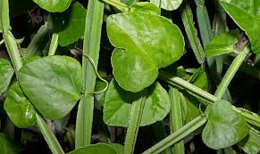 Image result for Cissus quadrangularis
