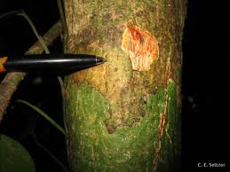 Image result for Pterocarpus