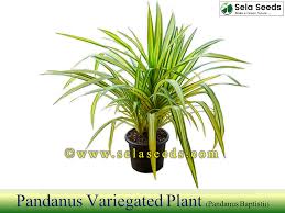 Image result for Pandanus sp. B