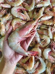 Begitu saja buatku rasanya sudah sangat enak. Udang Laut A Big Size 18 20pcs Kg Sold Per Kg Horeca Suppliers Supplybunny